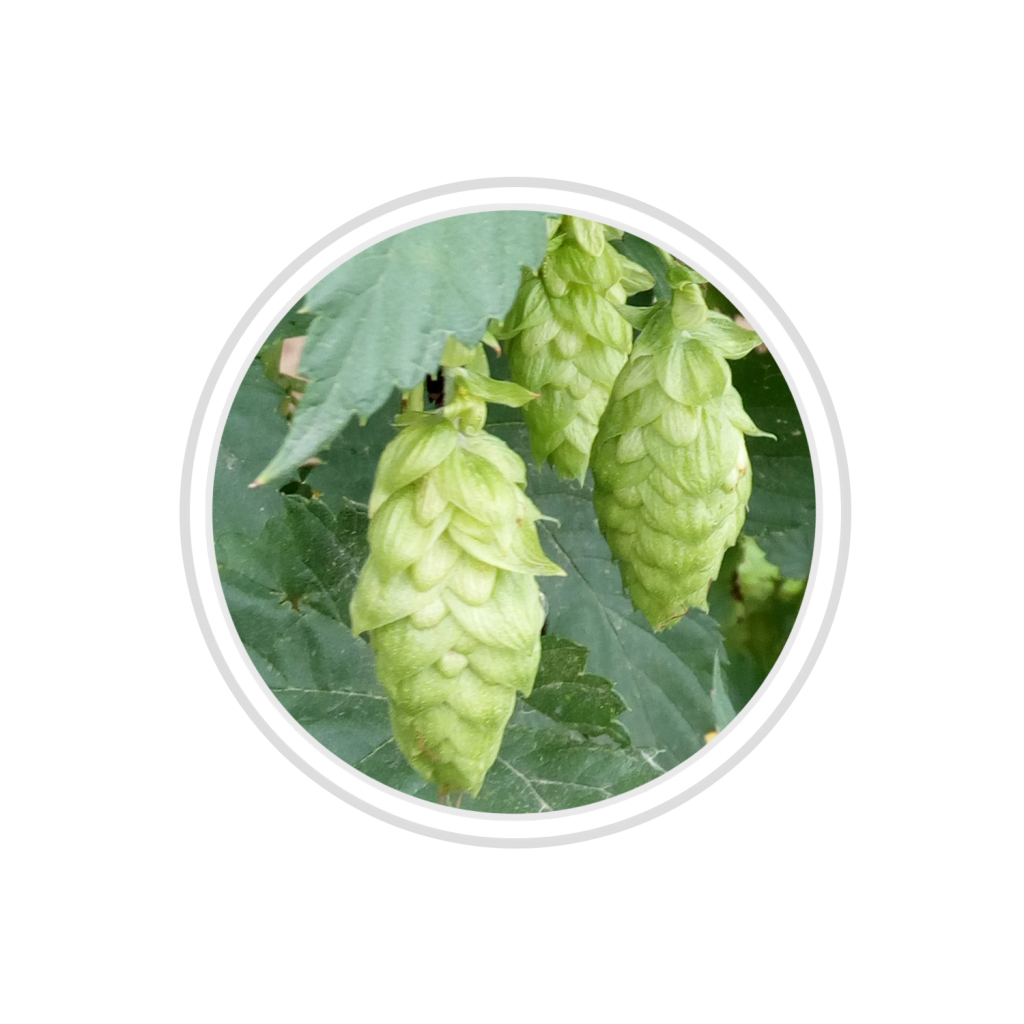 Belgabrew Yvegem beer Belgian hops to make Yvegem beer